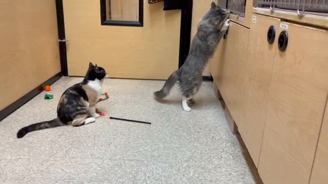 Пятимесячные кошки цвета калико