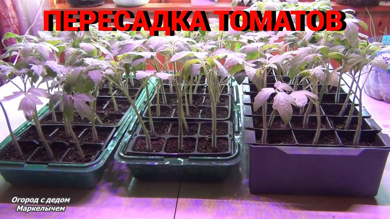 Пересадка рассады ТОМАТОВ в БОЛЬШИЕ ёмкости. Выносим лук на улицу.