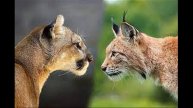 Юмор о Bobcat TV и других зооблогерах