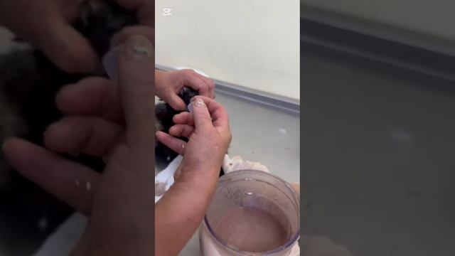 Кошка слабая, но живая