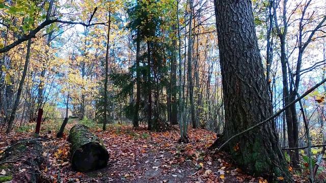 Пейзажная красота на видео. Осенная медитация в красочном осеннем лесу.