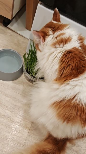 Кот Тишка ест овёс #кошки #приколыскотами #домашниеживотные