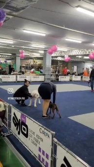 08.10.23 4 выставки Москва Выпускница ТИМЕРТАШ ФЕРНАНДА 4*ОЧ ПЕРСПЕКТИ, ЛУЧШИЙ БЭБИ БЭСТ БЭБИ 1 мес