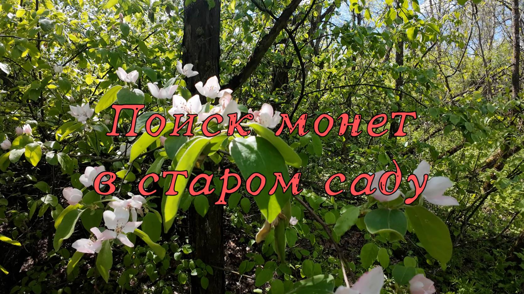 Поиск монет в старом саду