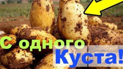 Узнаем, как вырастить картофель в некопанной земле 🌱. Повышаем плодородие почвы 🌍!