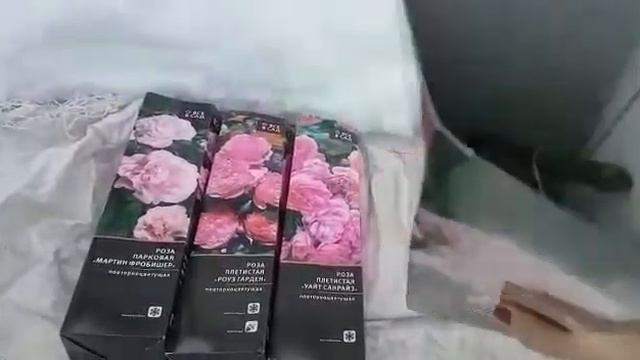 Обзор на мой зимний сад