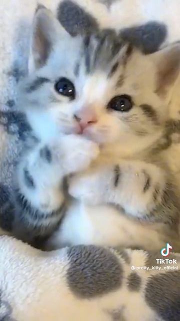 КОТИКИ