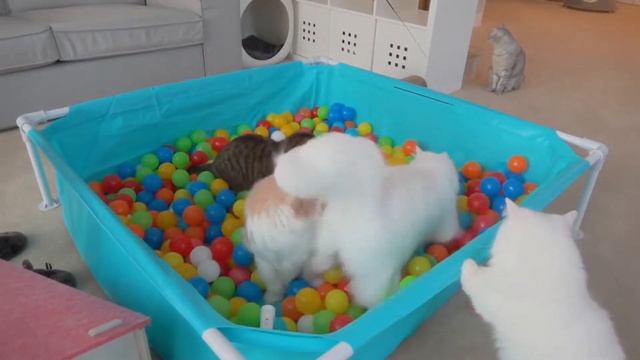 КОТЫ VS МЯЧИ