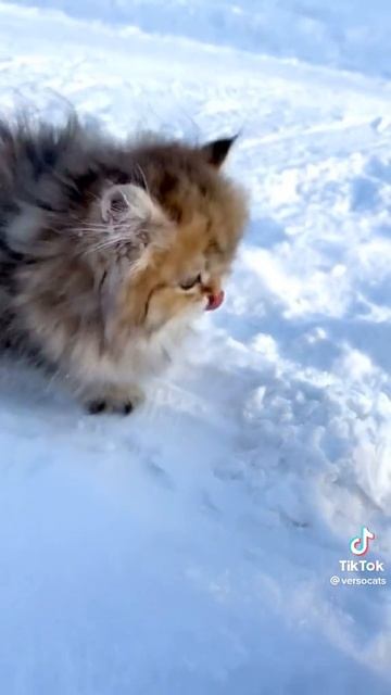 КОТИКИ