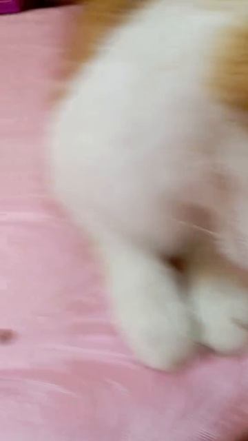 АСМР божья коровка и кот