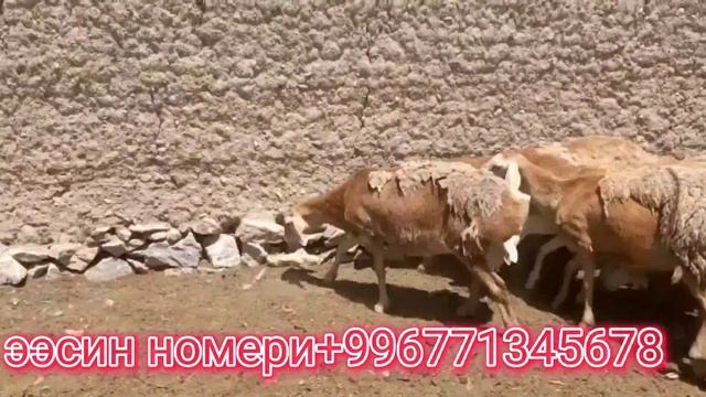ПРИВОЗНОЙ АФГАН 10 БАШ КОЙ СА-Т ШАШЫЛГЫЛА ЧАЛГЫЛА 📞📲+996771345678