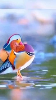 Утка-мандаринка 🦜🤩 — самая красивая и яркая утка из всех существующих сегодня. Благодаря своему...