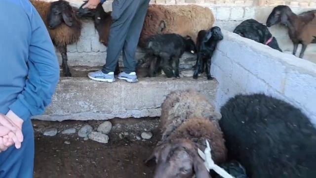 ЭНДИ ЯХШИ КУ́ЙНИ КАЕРДАН ТОПАМИЗ САРИОСИЁ ПАЙШАНБА БОЗОРИДА