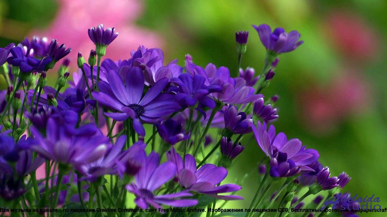 ❤ ❤ ❤ Звук, от которого бегут мурашки - Try That Again (Medium 2 Version) -- BoDleasons -- Legacy, V