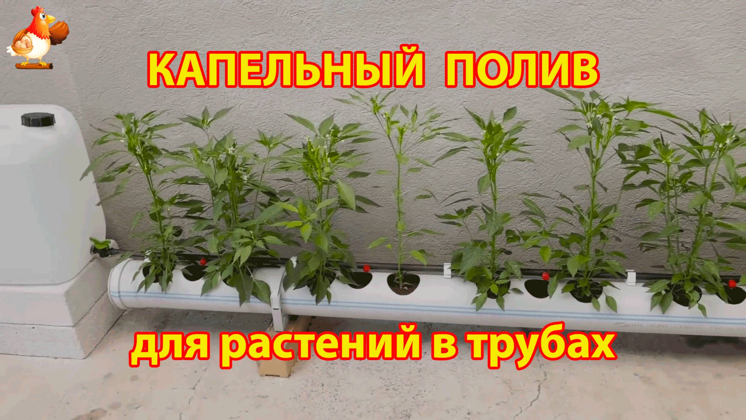 Капельный полив для растений в трубах как сделать своими руками инструкция