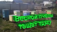 Зачем пчёлы тащат труху весной? Удивительный факт от профессора Кашковского!