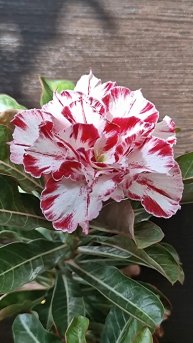 Адениум Black Amaryllis mut. Загораем на солнышке🤗