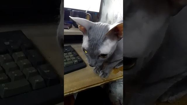 I'll sit with you at the computer /Посижу с тобой за компом😻🔥#animals #sphynx #cats
