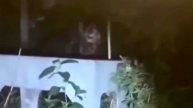 Неизвестное Существо В Лесах Мичигана