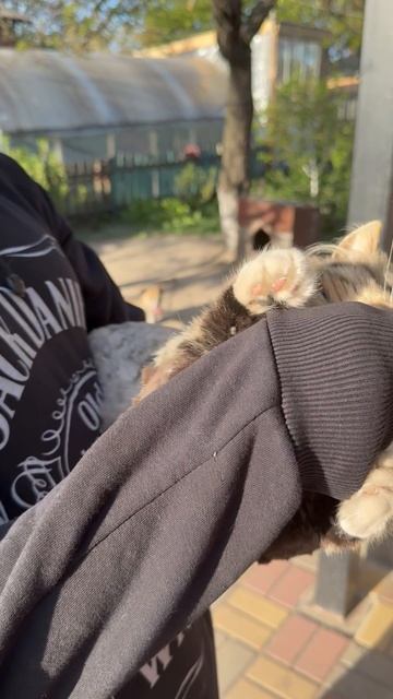 Злой кот Марсель