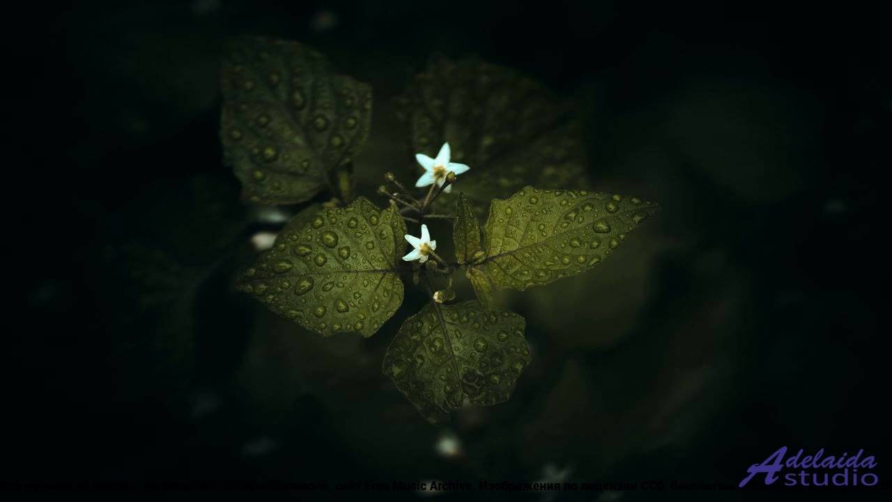 ❤ ♥ ❤ Мелодия, застрявшая в голове - Promise Me -- butterflystudio -- Eternal Hope.mp4