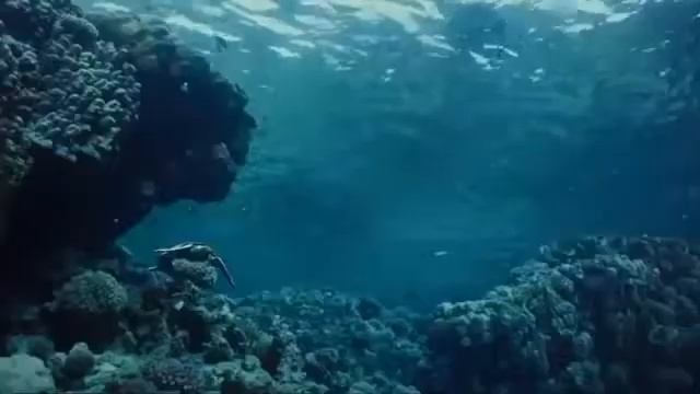 Диназабир олами