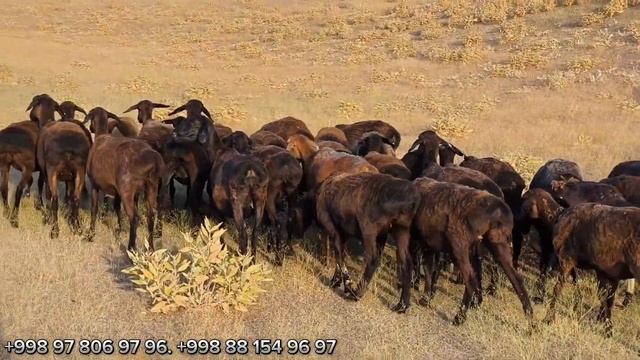 БОБО ТОГЛИК САНЖАР ЧУ́ПОНДАН ЧИДАМЛИ ХИСОРИ КУ́ЙЛАР