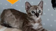 Видео Обзор На Очень Маленького Котёнка Породы Бенгальской!