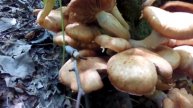 КАК МЫ ПОЕХАЛИ ЗА МАЛИНОЙ А НАШЛИ ЗАБРОШЕННЫЙ ДОМ ЛЕСНИКА #грибы #заброшка