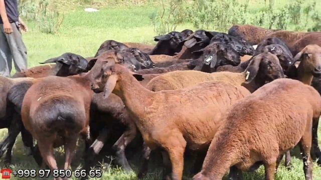 СУРХОНДАРЁ ЁШ ТУ́ХЛИ ДУСОК ХИСОРИ КУ́ЙЛАРИ ☎️+998 97 850 66 65