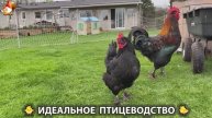 Идеальное птицеводство достойно восхищения 🐓🦆🦢🦚🦃🐔 эпизод (158)