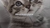 ♡Тикток котики♡