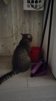 Зачем коту ведро