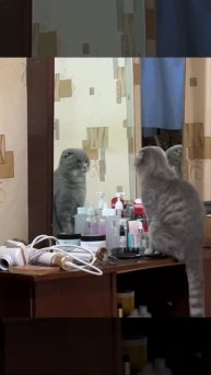 #lovecats #котейки #мягкиелапки #котопозитив #cutepets #catmom #cutecat #котикиповсюду #caturday ...