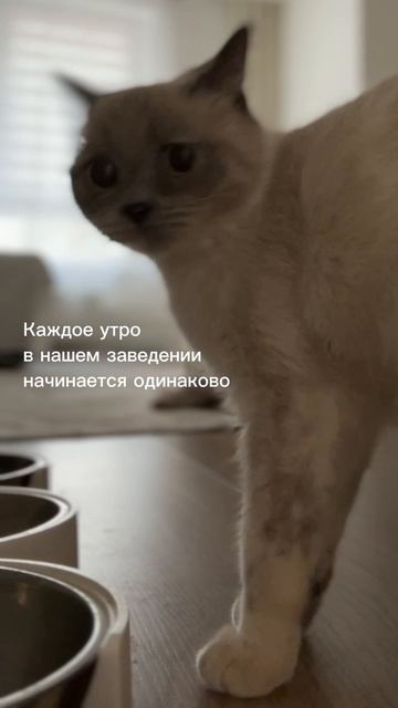 Ничего милее сегодня уже не будет