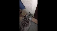 Коты