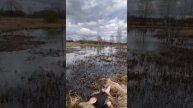 Вечерка на селезня часть 3