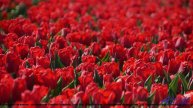 ✸ ♫ ❤ Клип, который войдет в историю - Actions Far Away -- William Frederick Davidson -- Unnamed alb