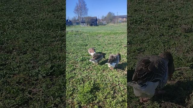 С праздником весны, 1 мая🌹