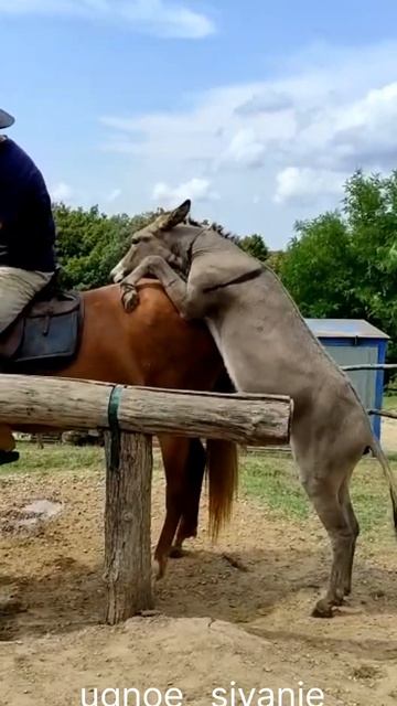 Осёл Кокос отжигает.