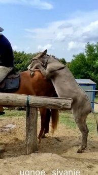 Осёл Кокос отжигает.