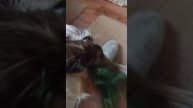 Морская свинка 69
