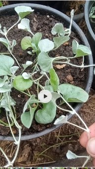 Перевалка дихондры. Что сделать, чтобы куст дихондры был густым и пышным.