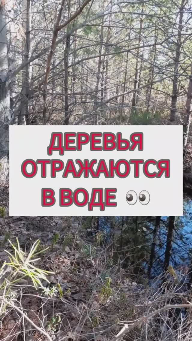 Деревья отражаются в воде