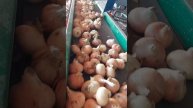 Лук Золотой из Египта