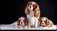 порода кавалер кинг чарльз спаниель 🐕