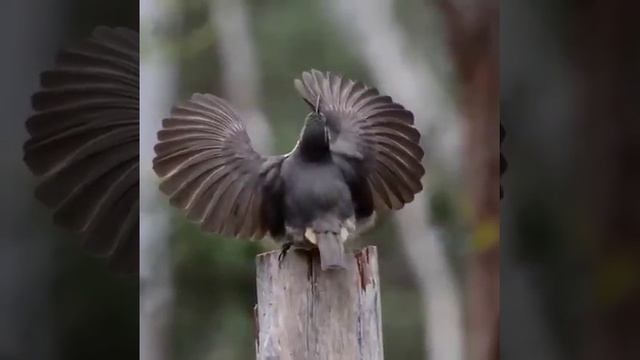 Цыганочка с выходом в исполнении птиц