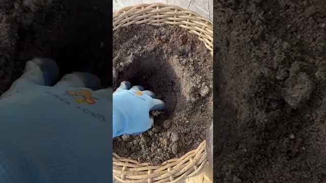 Высадила несколько штучек петунии🌸