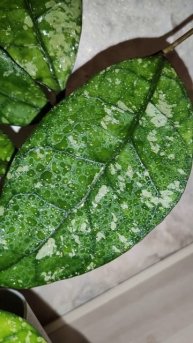 HnVideoEditor_2025_04_27_165403704