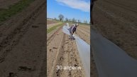 Укрываем кукурузу.